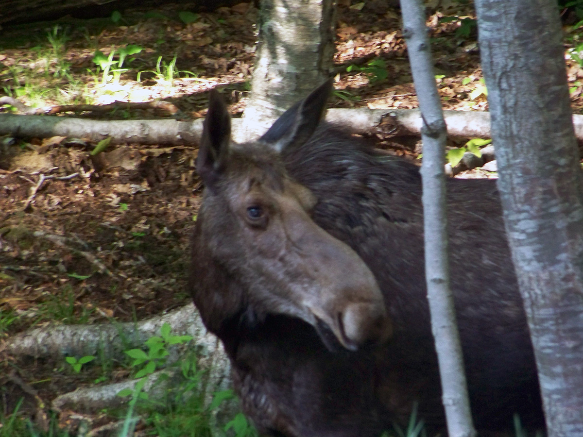 Moose Alley NH Best Place to See Moose in Pittsburg NH NH
