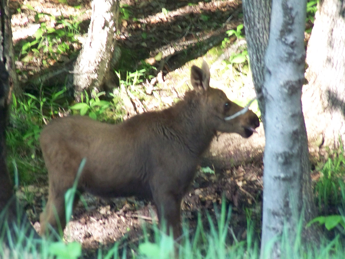 Moose Alley NH Best Place to See Moose in Pittsburg NH NH