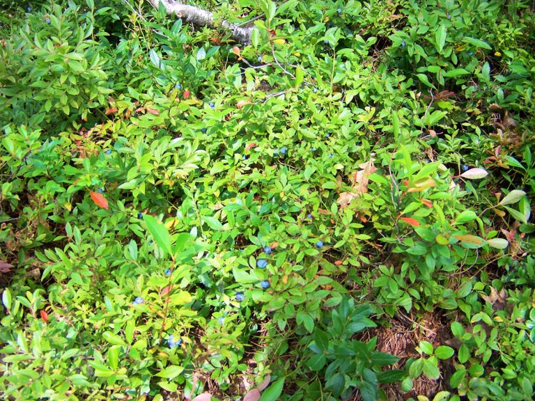 Low Bush Blueberries Along the Trail