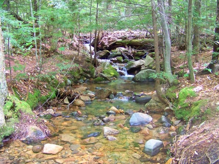Brook Along the Trail