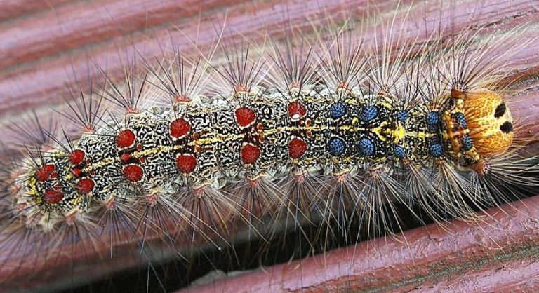 Gypsy moth caterpillar 768x418