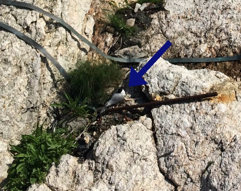 Endangered Tern Nesting on White Island