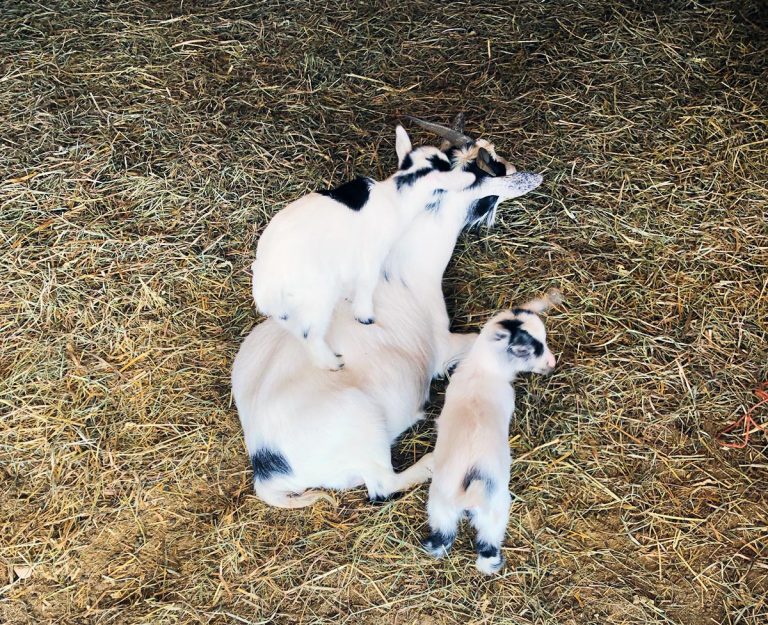 58939367639  041CDD57 625D 4A00 8306 2FCE11125D05 1 768x625