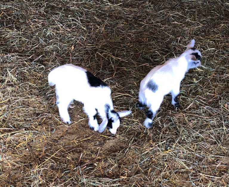 58939374594  1D04DEA6 3C93 4AC4 9741 3C59EB1CF7DB 1 768x625